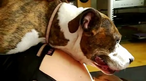 Зрелую потянуло на зоосекс после переезда в город